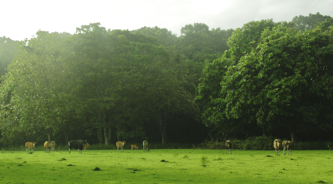 Padang Rumput Cidaon
